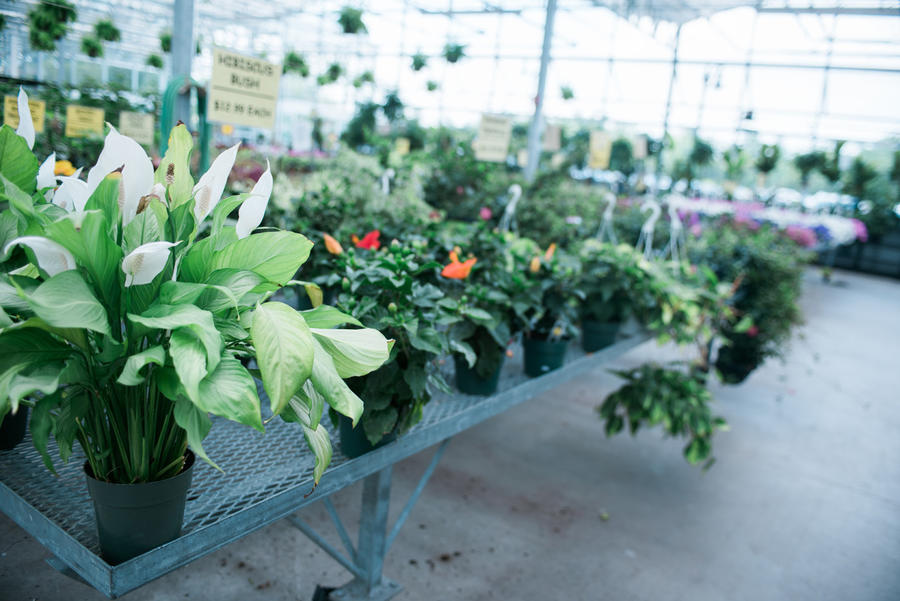 20160722ESP_8751.jpg Niagara Produce