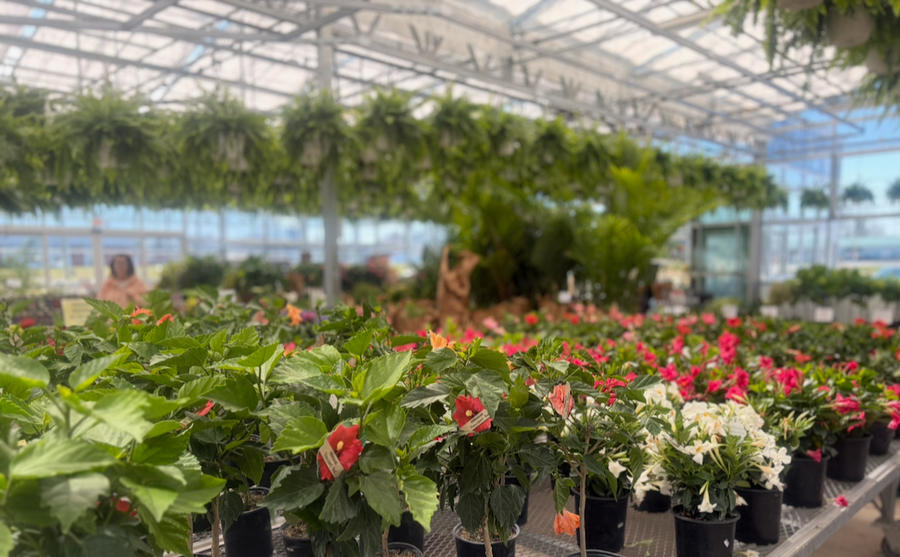 Greenhouse Tropicals