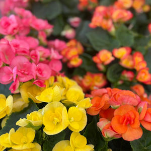 IMG_3970.jpeg