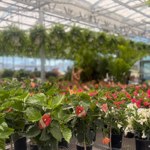 Greenhouse Tropicals